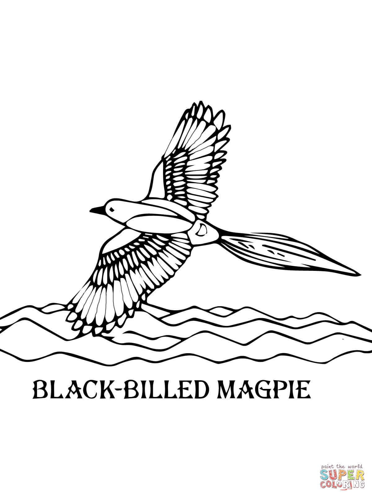 Magpie coloring #10, Download drawings