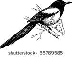 Magpie svg #2, Download drawings