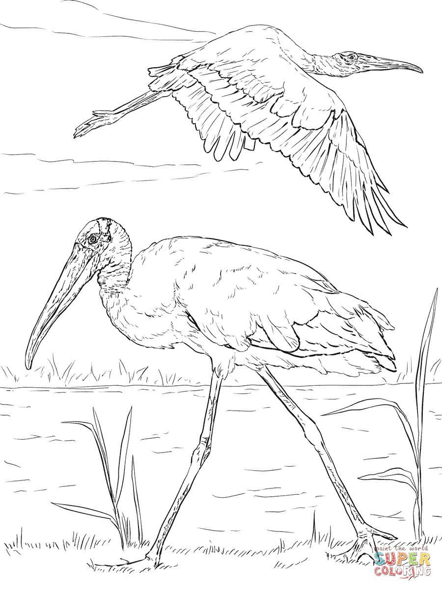 Maguari Stork coloring #18, Download drawings