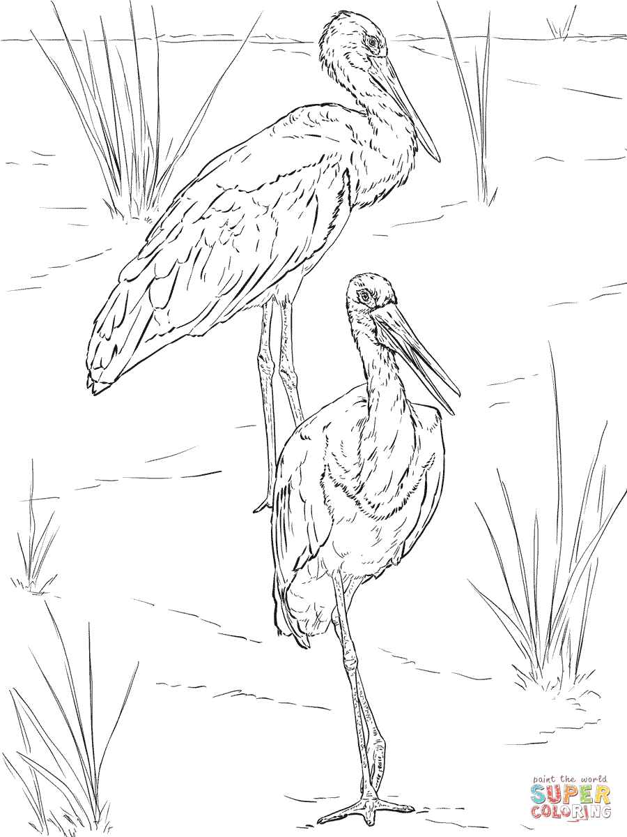 Maguari Stork coloring #12, Download drawings