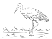 Maguari Stork coloring #4, Download drawings