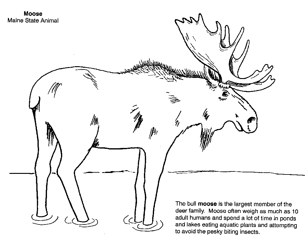 Maine coloring #14, Download drawings