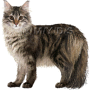 Maine Coon clipart #8, Download drawings