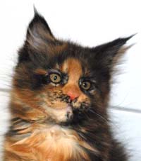 Maine Coon coloring #2, Download drawings