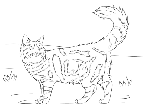 Maine Coon coloring #4, Download drawings