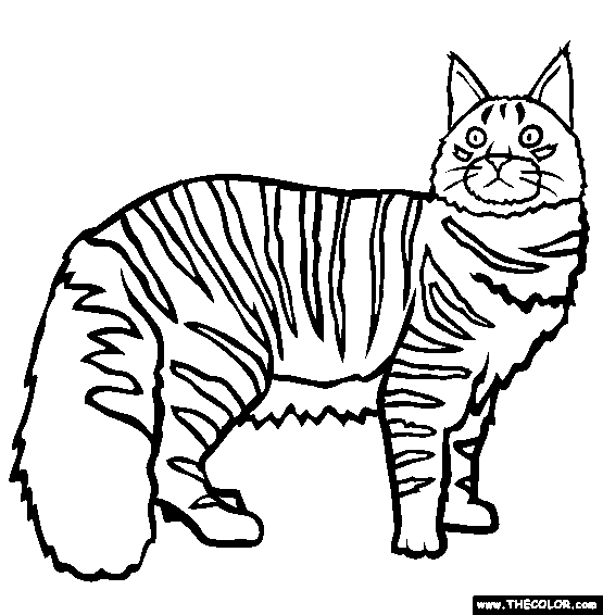 Maine Coon coloring #20, Download drawings
