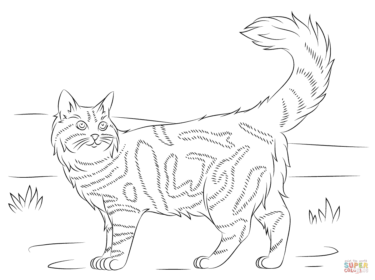Maine Coon coloring #13, Download drawings
