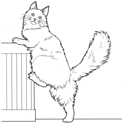 Maine Coon coloring #11, Download drawings