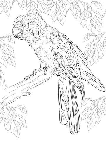 Major Mitchell's Cockatoo coloring #13, Download drawings