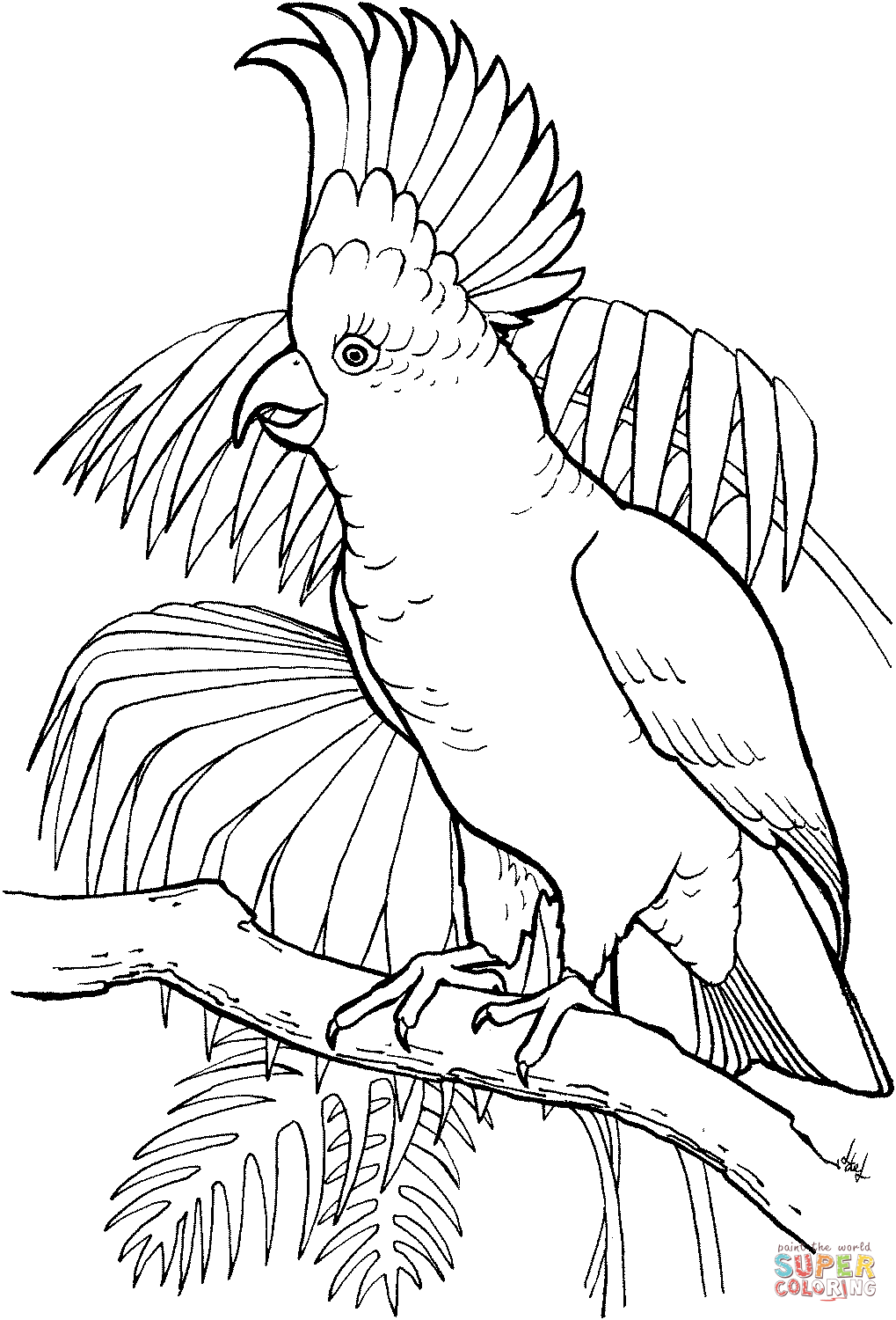 Major Mitchell's Cockatoo coloring #2, Download drawings