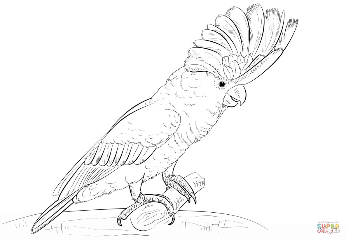 White Cockatoo coloring #14, Download drawings