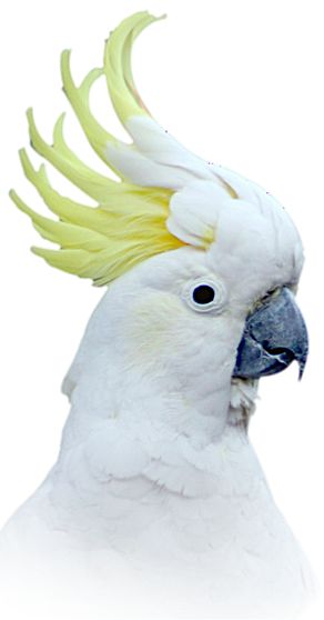 Major Mitchell's Cockatoo svg #11, Download drawings