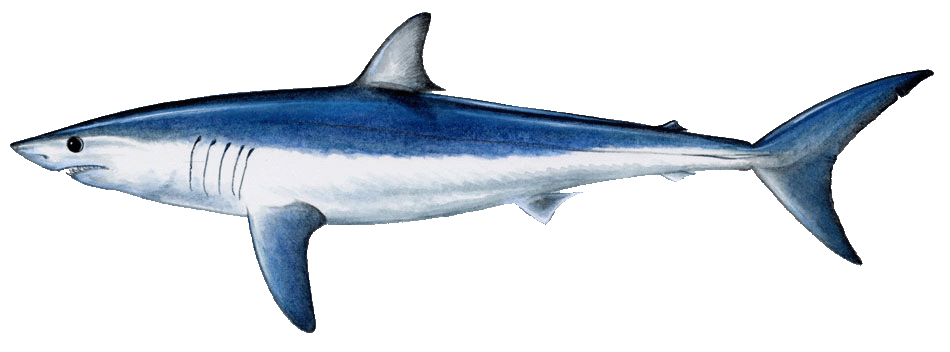 Mako Shark clipart #10, Download drawings