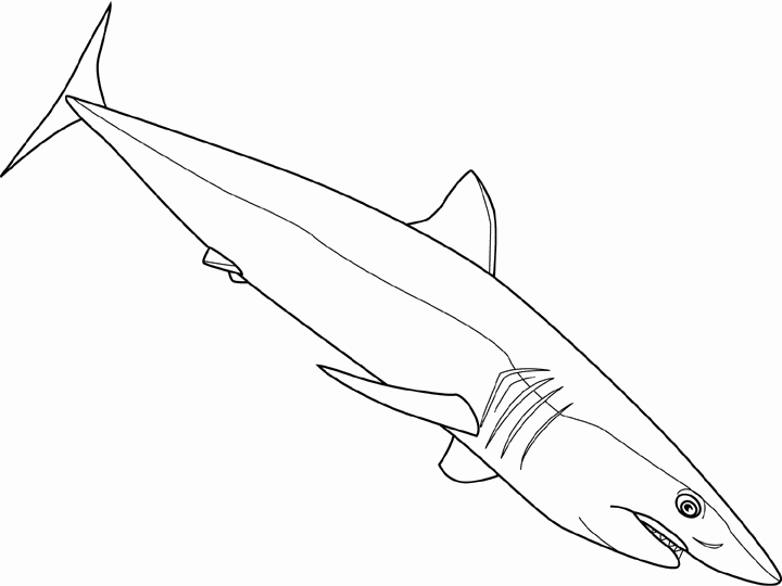 Mako Shark coloring #3, Download drawings
