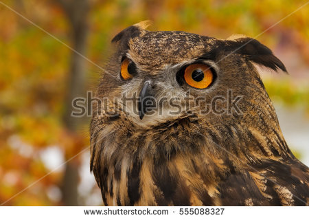 Malay Eagle Owl coloring #9, Download drawings
