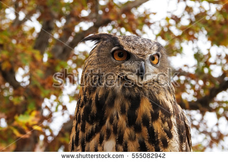 Malay Eagle Owl coloring #7, Download drawings