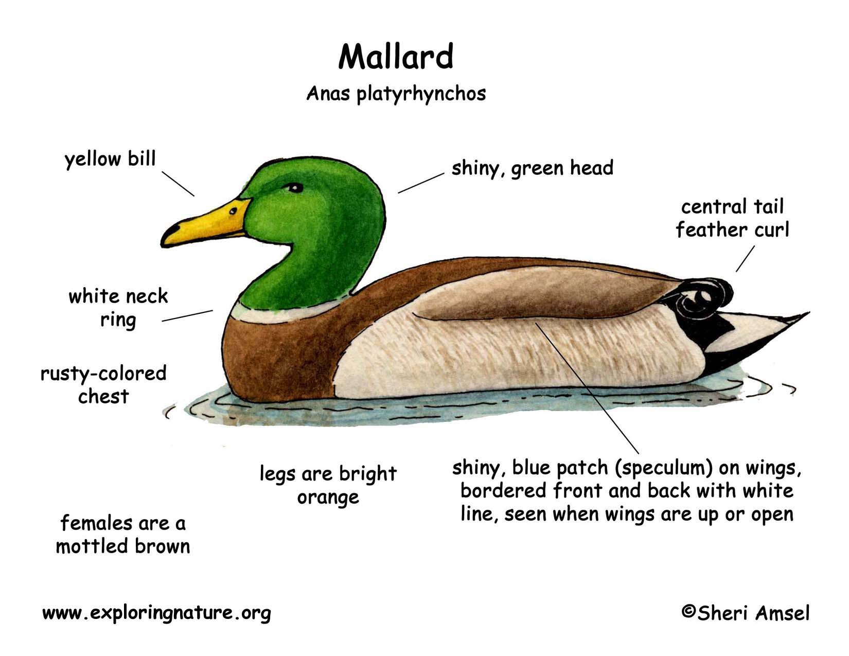 Mallard coloring #11, Download drawings