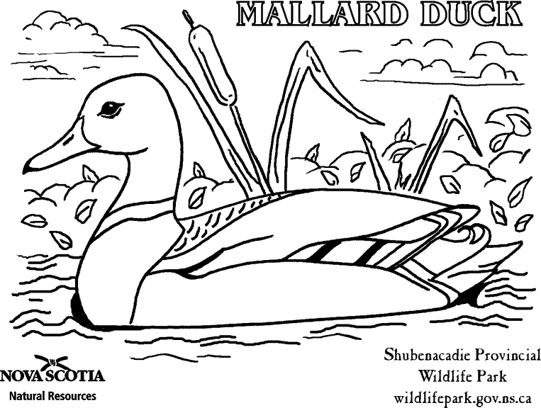 Mallard coloring #5, Download drawings