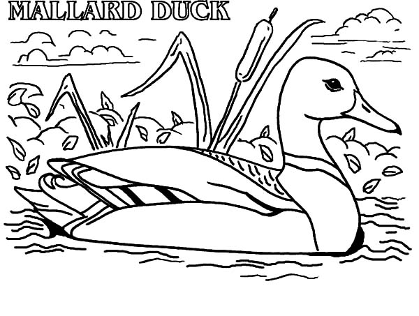 Mallard coloring #1, Download drawings