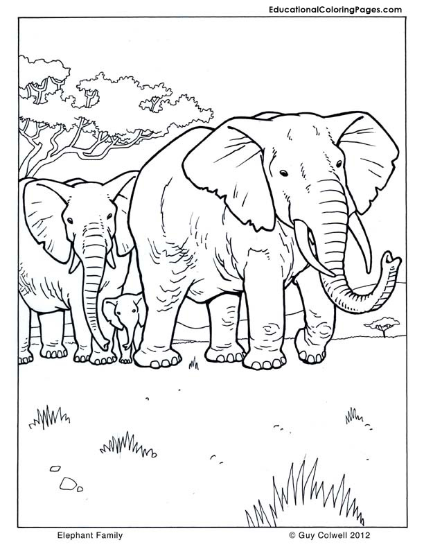 Mammal coloring #7, Download drawings