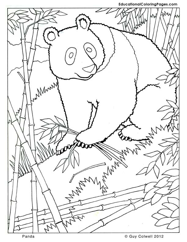 Mammal coloring #1, Download drawings