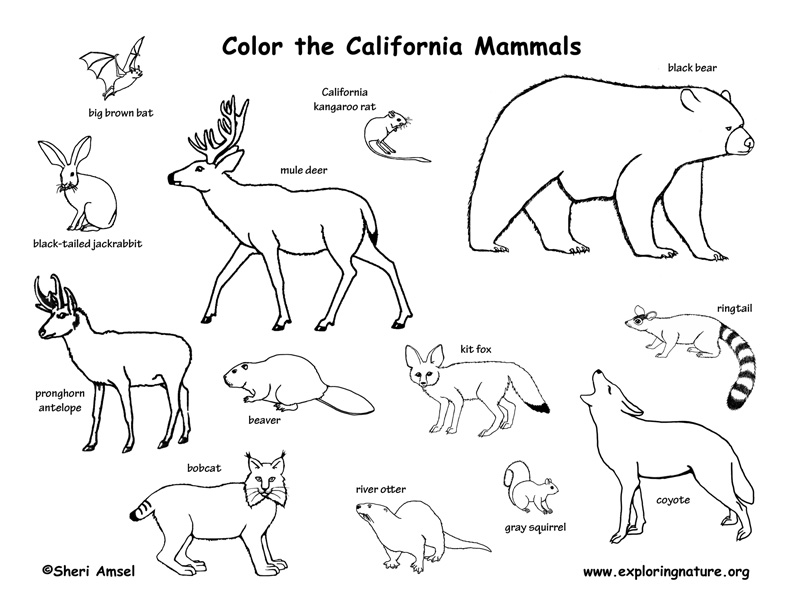 Mammal coloring #6, Download drawings