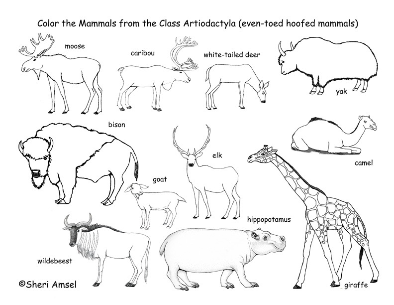 Mammal coloring #15, Download drawings