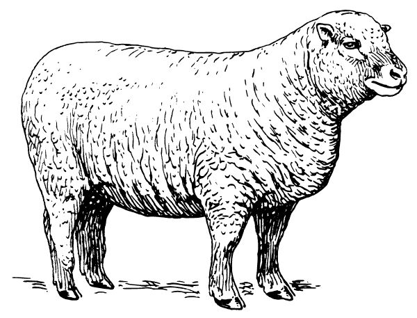 Sheep svg #9, Download drawings
