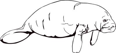 Manatee clipart #9, Download drawings