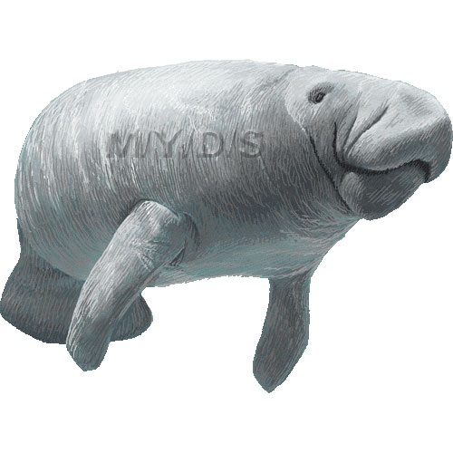 Manatee clipart #4, Download drawings