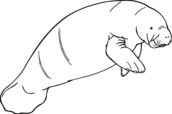 Manatee clipart #18, Download drawings