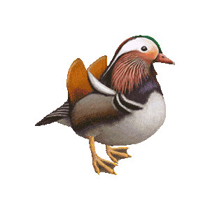 Mandarin Duck clipart #20, Download drawings