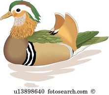 Mandarin Duck clipart #12, Download drawings