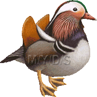 Mandarin Duck clipart #1, Download drawings