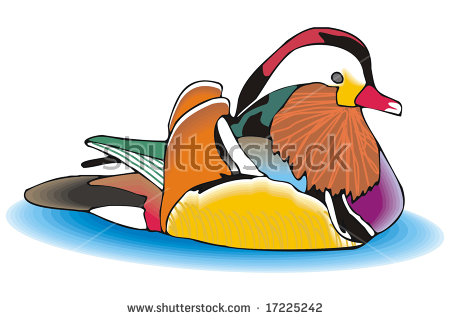 Mandarin Duck clipart #13, Download drawings