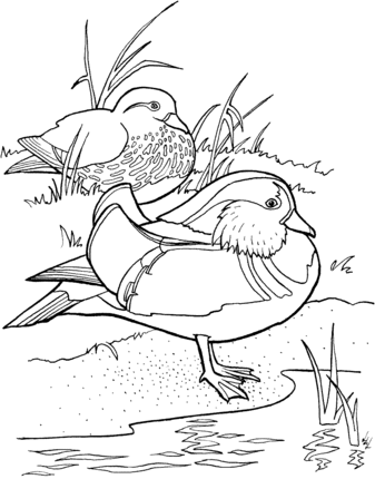 Mandarin Duck coloring #18, Download drawings