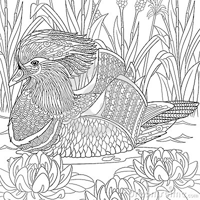 Mandarin Duck coloring #16, Download drawings