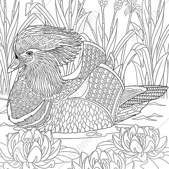 Mandarin Duck coloring #11, Download drawings