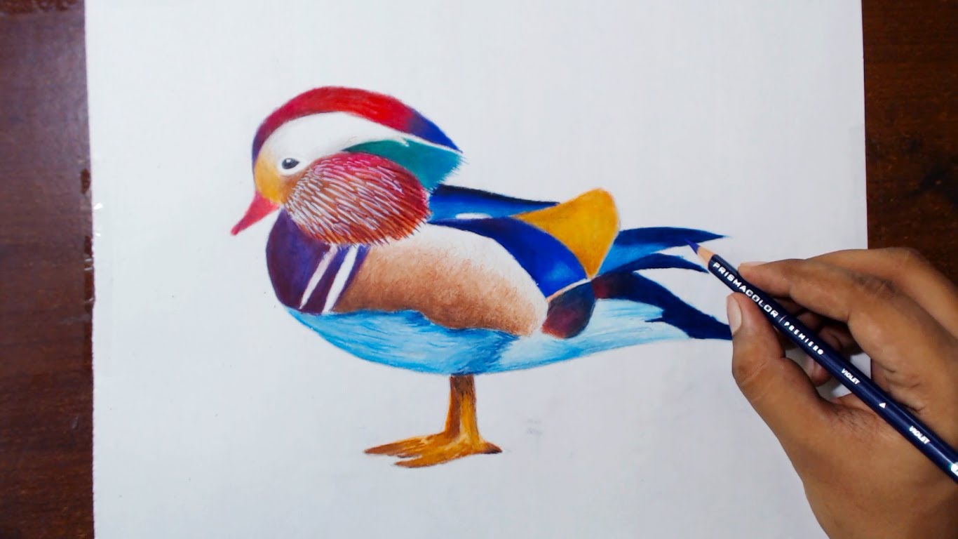 Mandarin Duck coloring #12, Download drawings