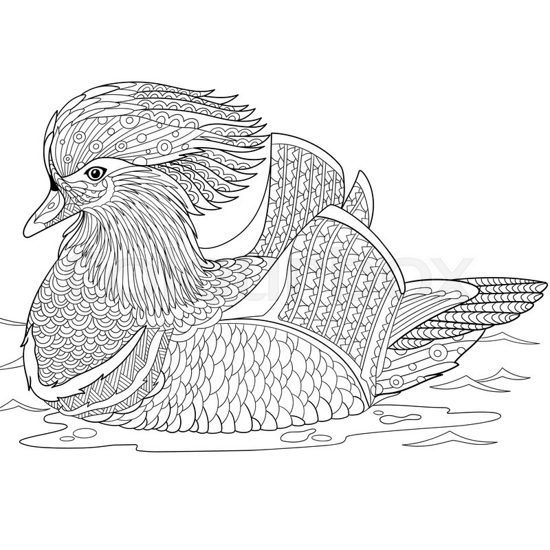 Mandarin Duck coloring #2, Download drawings