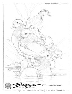 Mandarin Duck coloring #20, Download drawings