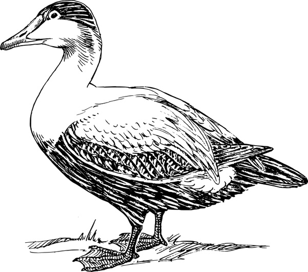 Mandarin Duck svg #11, Download drawings