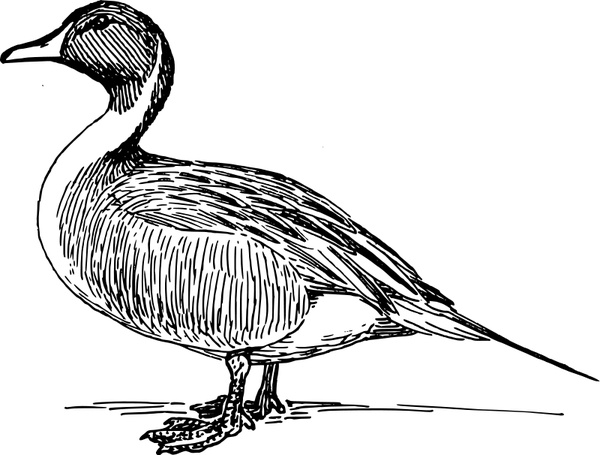 Mandarin Duck svg #1, Download drawings