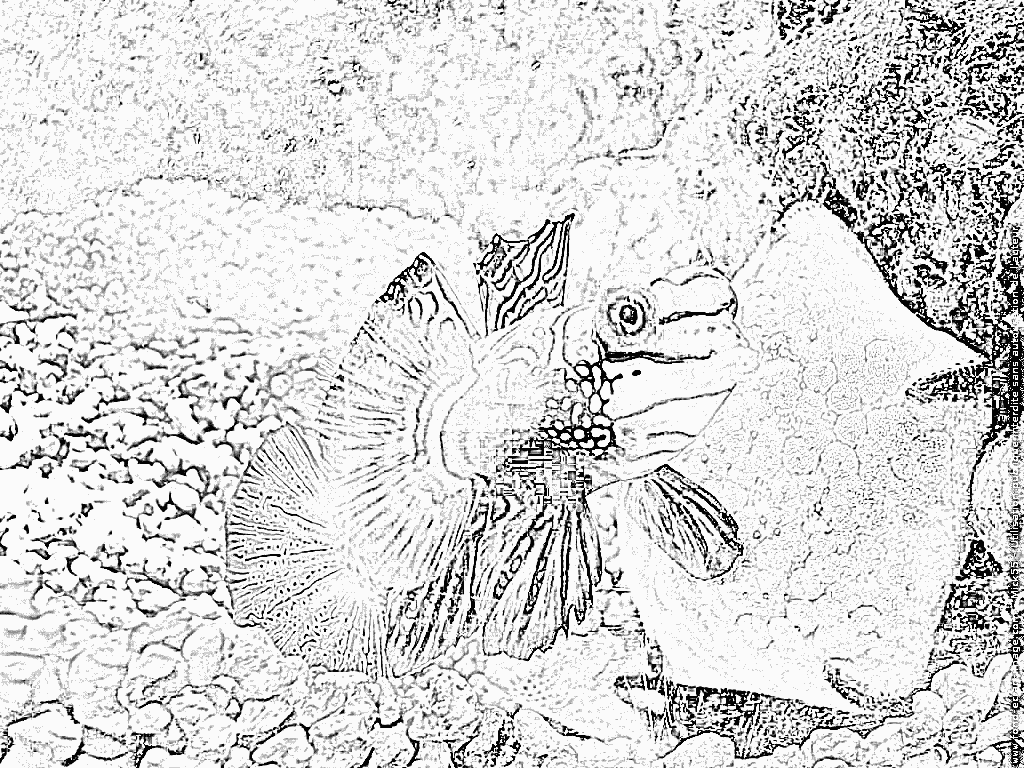 Mandarinfish coloring #2, Download drawings