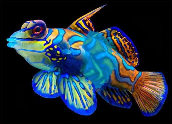 Mandarinfish coloring #19, Download drawings