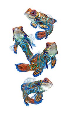 Mandarinfish svg #8, Download drawings