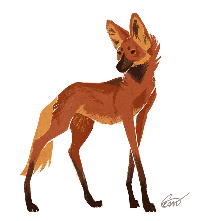 Maned Wolf clipart #2, Download drawings