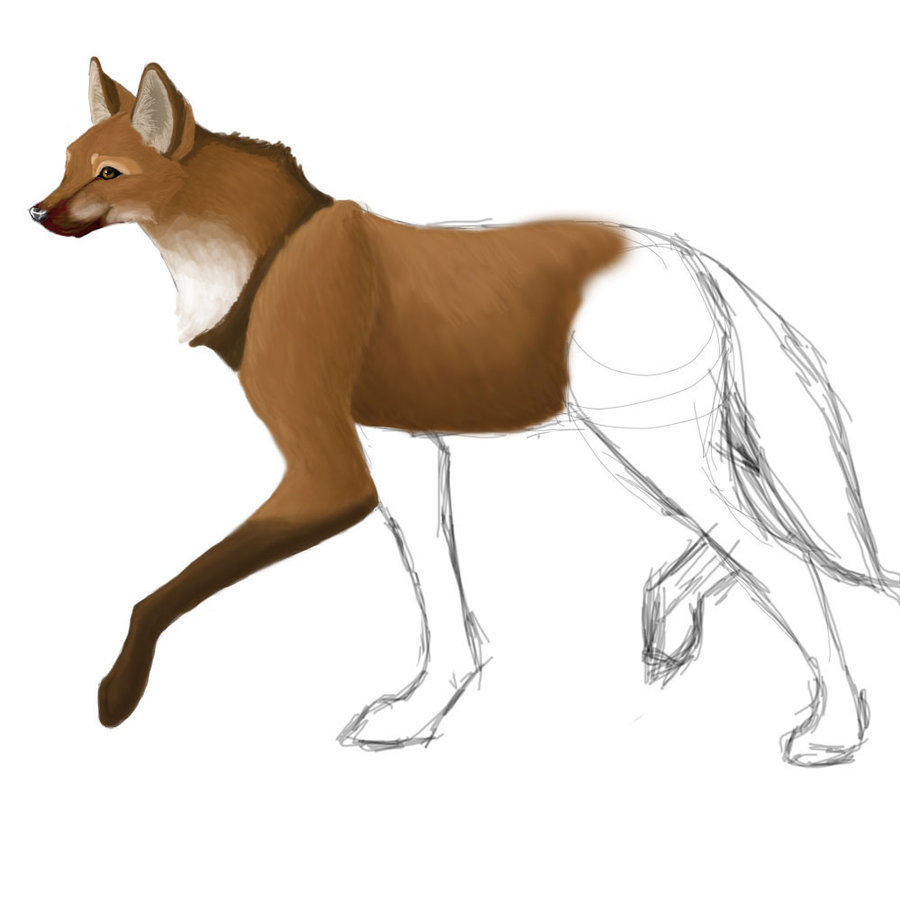 Maned Wolf coloring #18, Download drawings