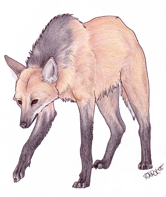 Maned Wolf coloring #13, Download drawings