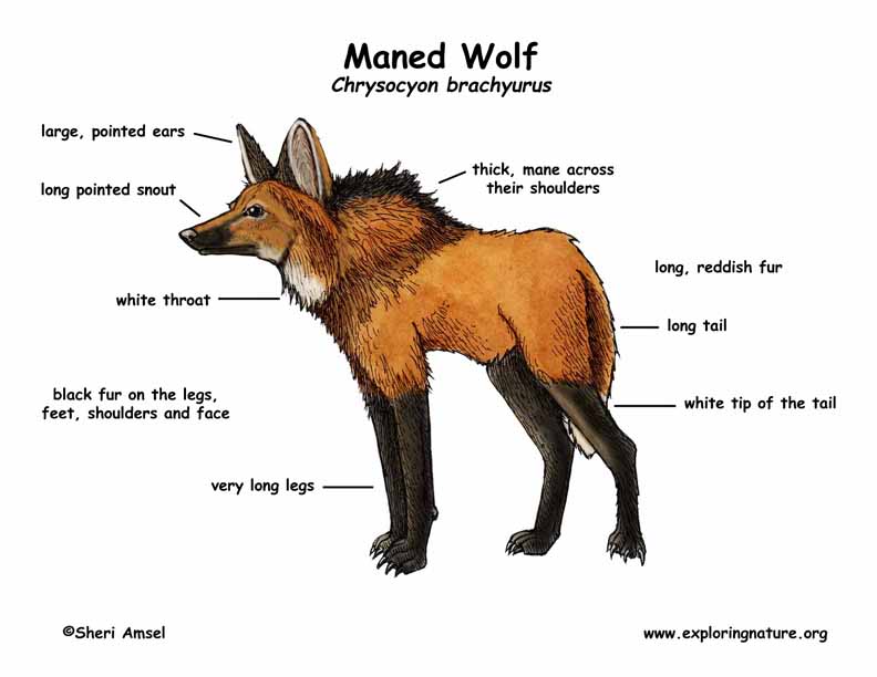 Maned Wolf coloring #3, Download drawings